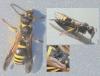 Ancistrocerus nigricornis